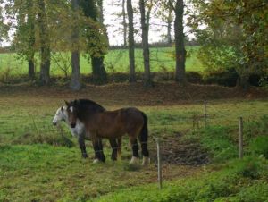 Guipel-Rencontre animal 3-site